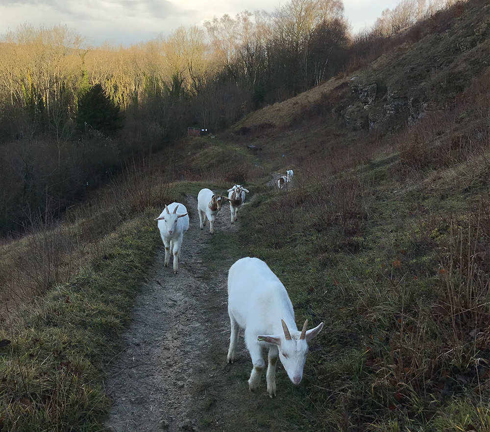Browne&rsquo;s Folly walk