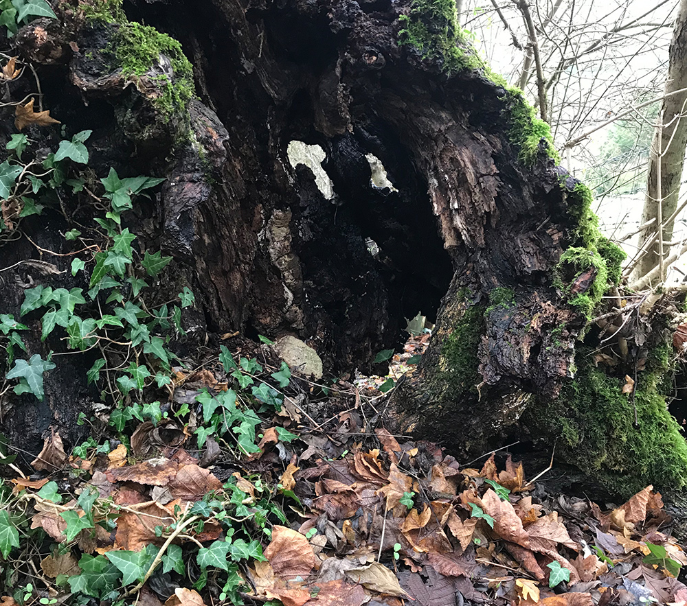 Lightning struck tree