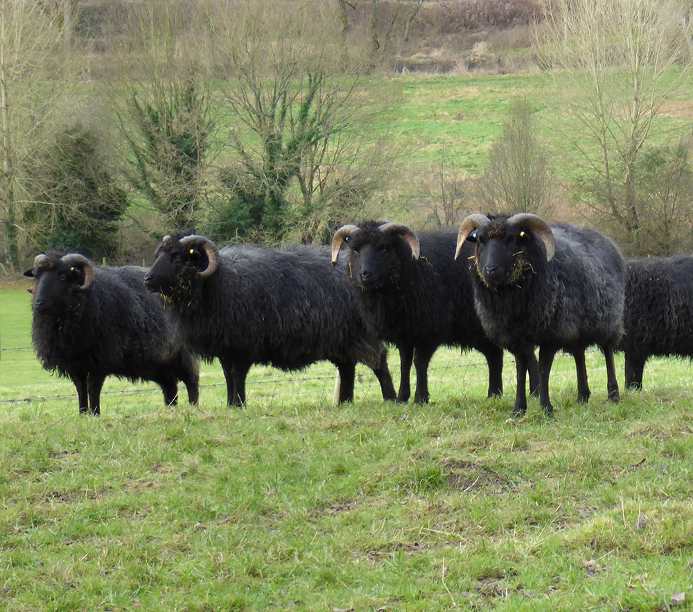 A flock of unusual black horned sheep