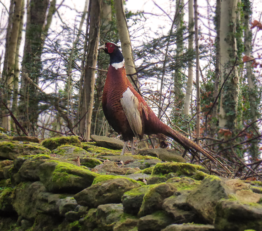 A very handsome pheasant