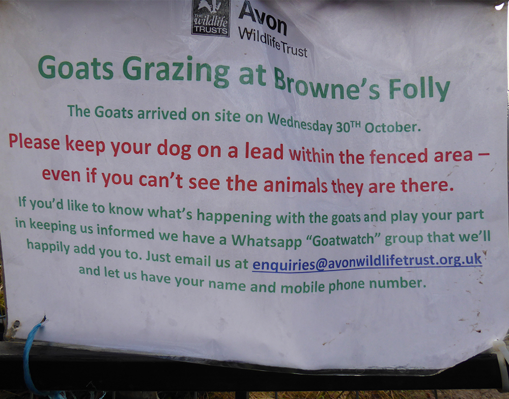 A new and exciting feature of this walk is the lovely friendly goats