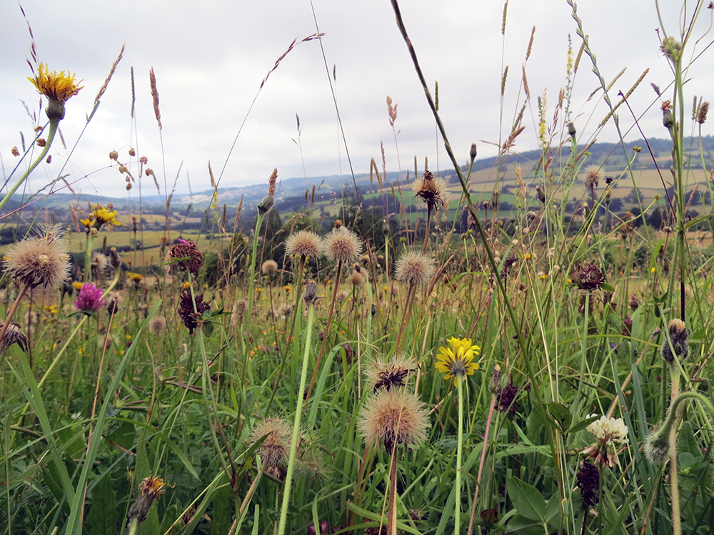 The wildflower meadows were incredible