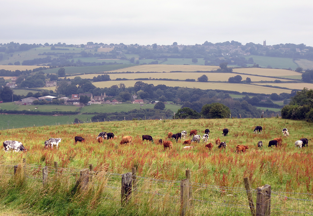 A herd of happy multi-coloured cows