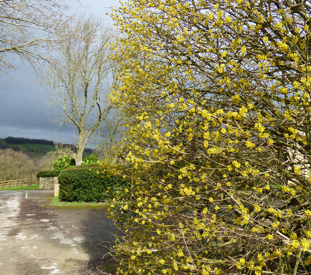 dramatic early spring colour