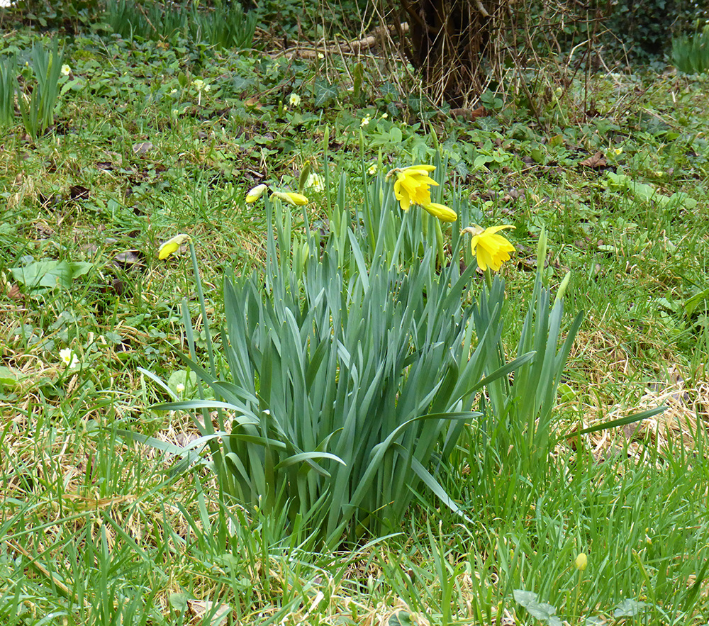 The first spring daffodils