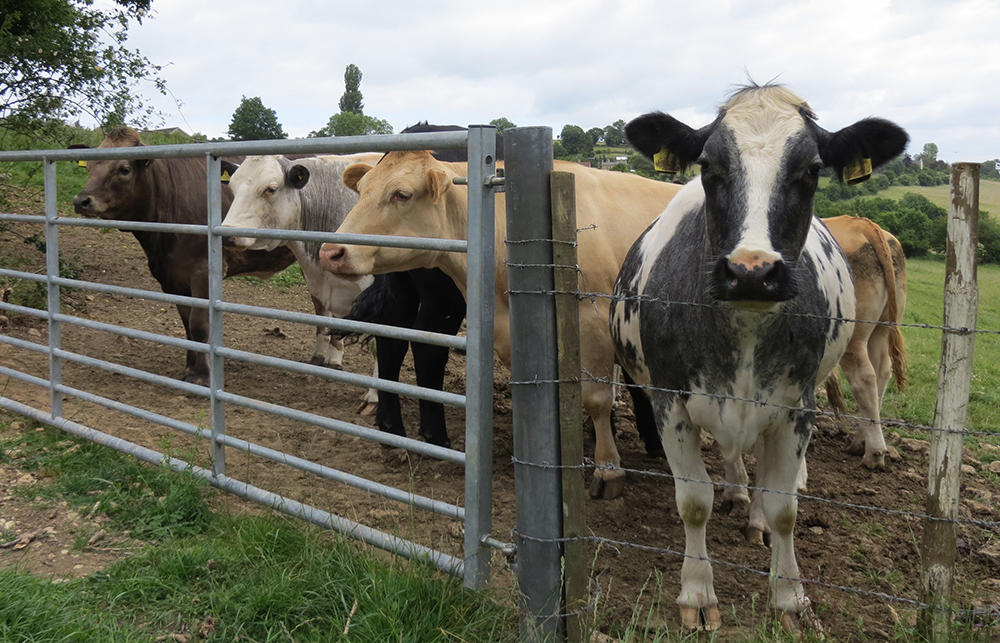 cows