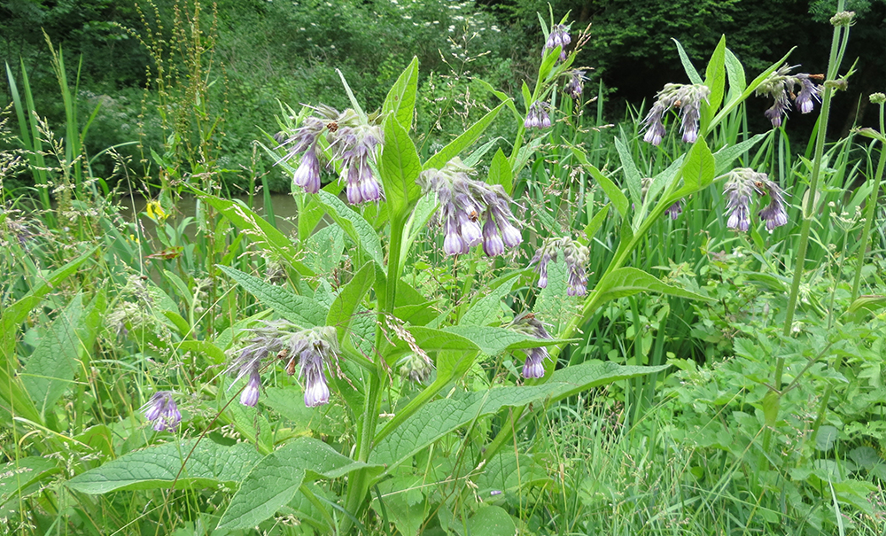 purple borage