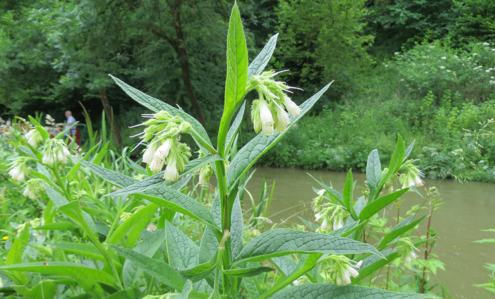 white borage