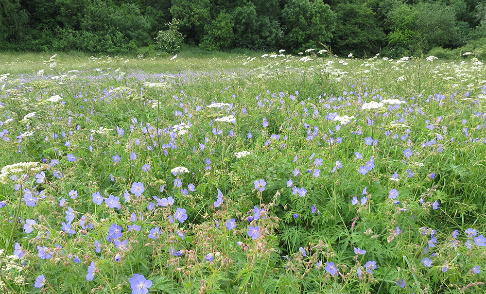 wild geraniums