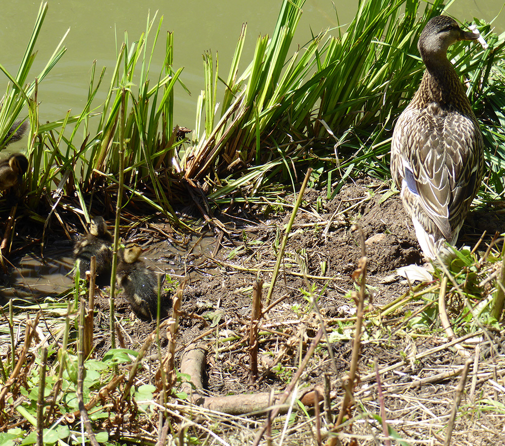 It&rsquo;s a bit fuzzy but if you look carefully you&rsquo;ll see a family of cute little ducklings