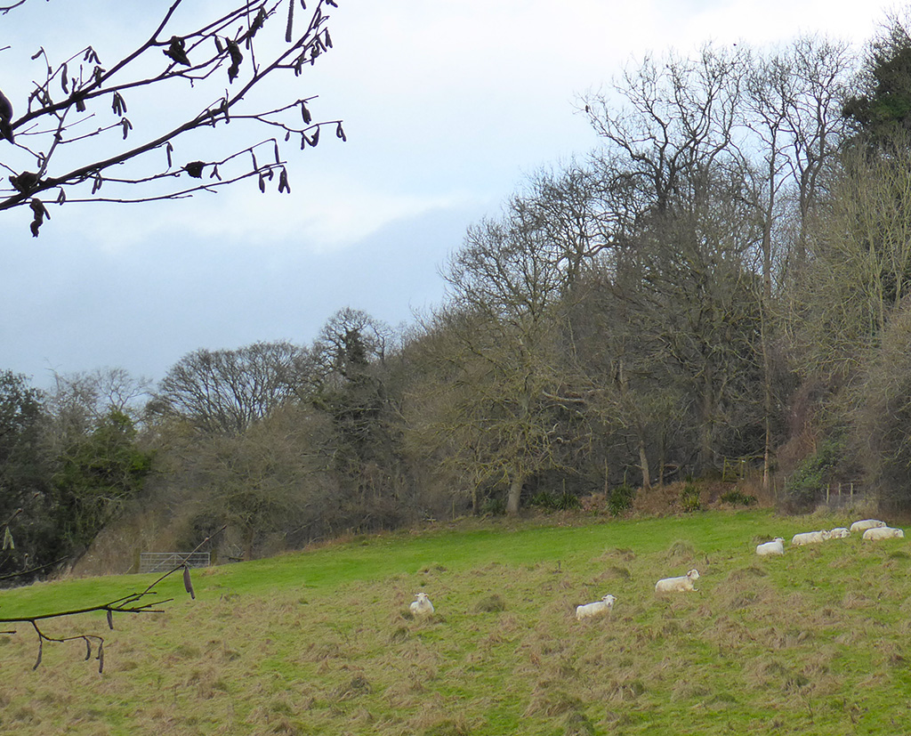 Mild weather and sheep