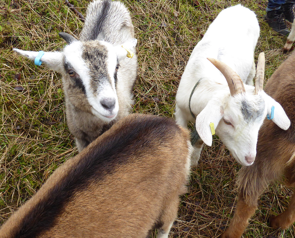 Friendly goats near the tower