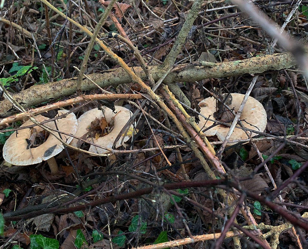 Winter fungi