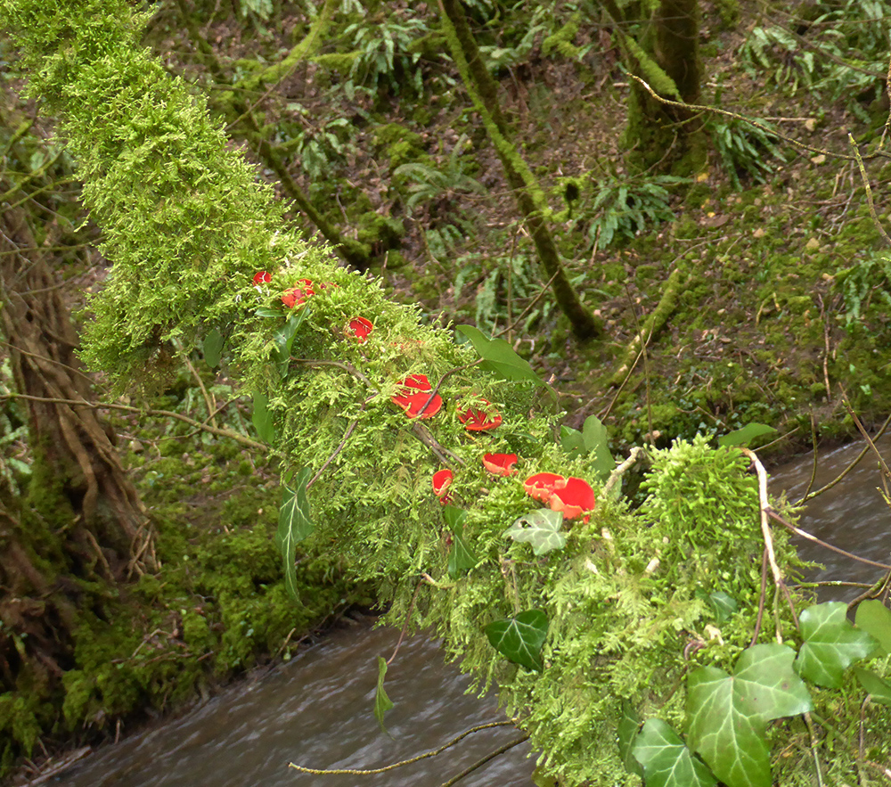 Scarlet Elf Cap Fungus