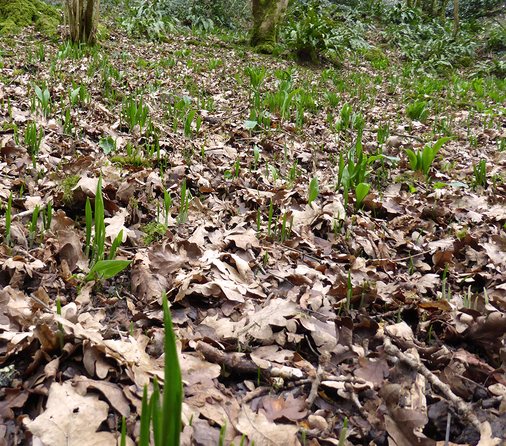 Wild garlic in the woods