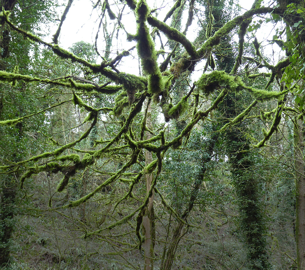 Deep dark mossy woods
