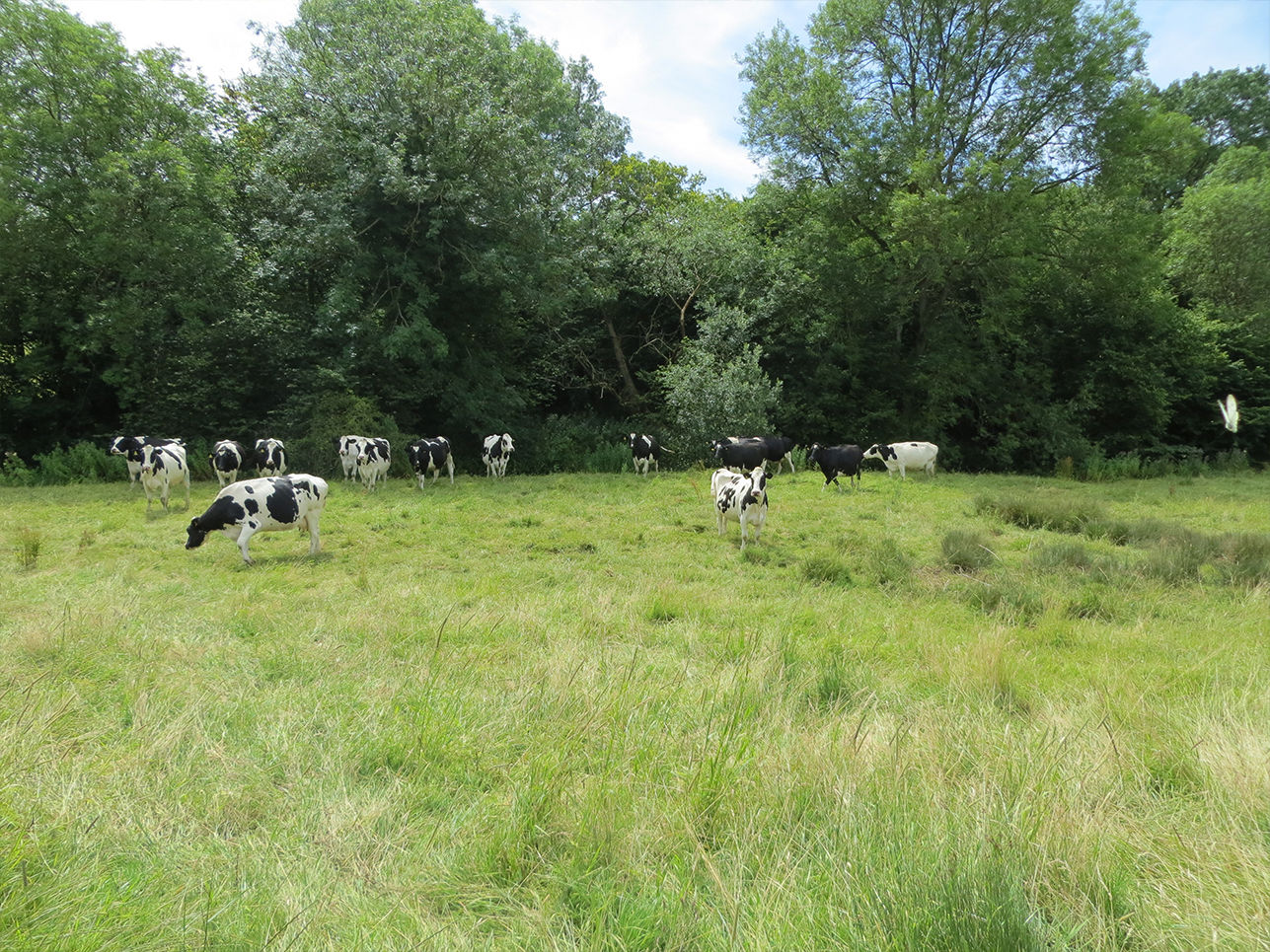 Cows by the trees