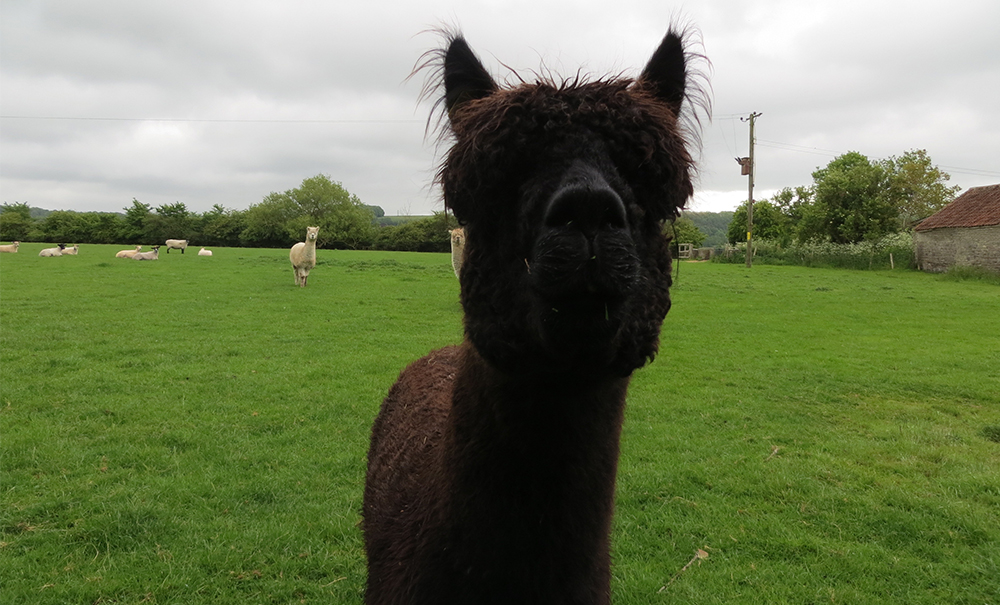 A very curious Llama