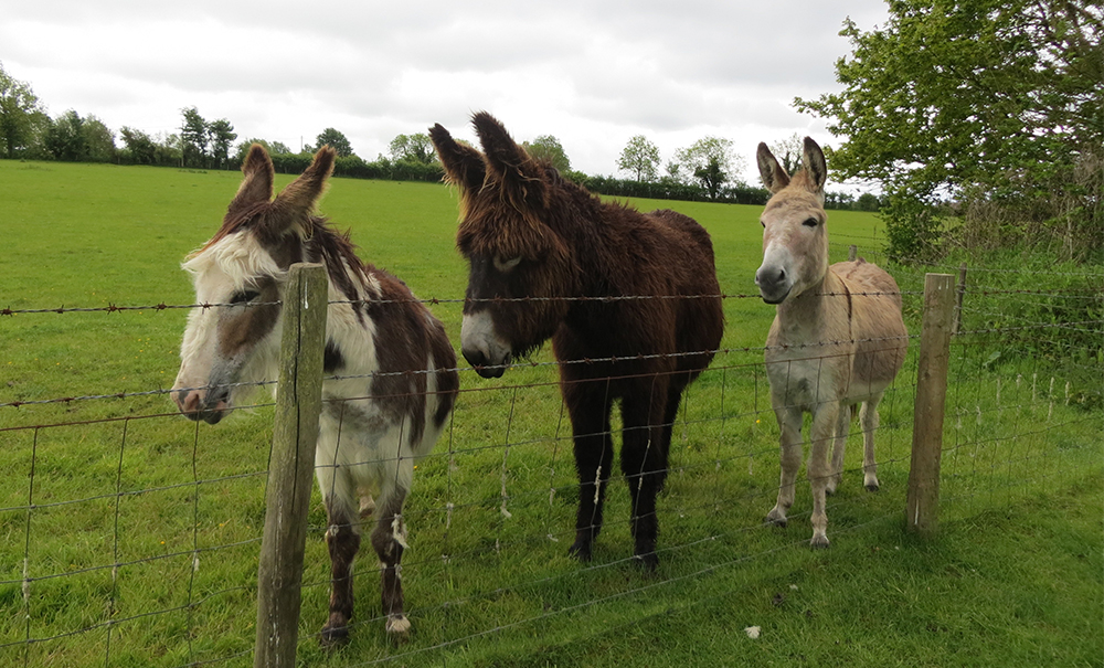 Three friendly donkeys