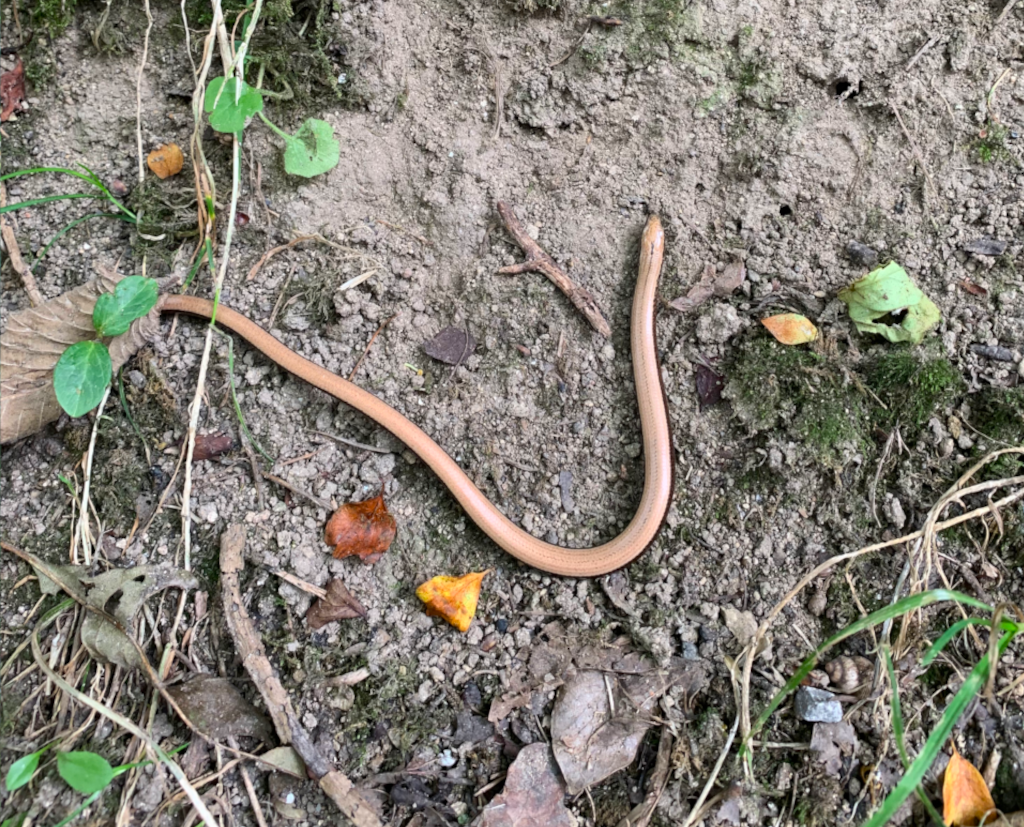 Slow worm