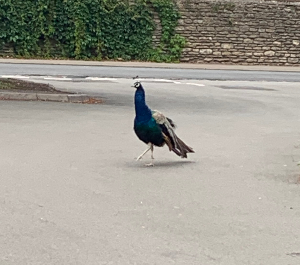 Peacocks at Corsham Court