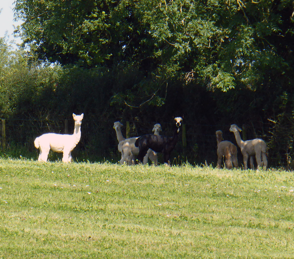 Llamas spotted