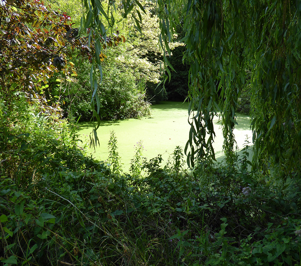 Duckweed pond