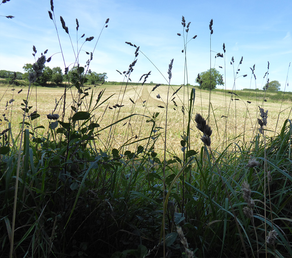 Midsummer fields