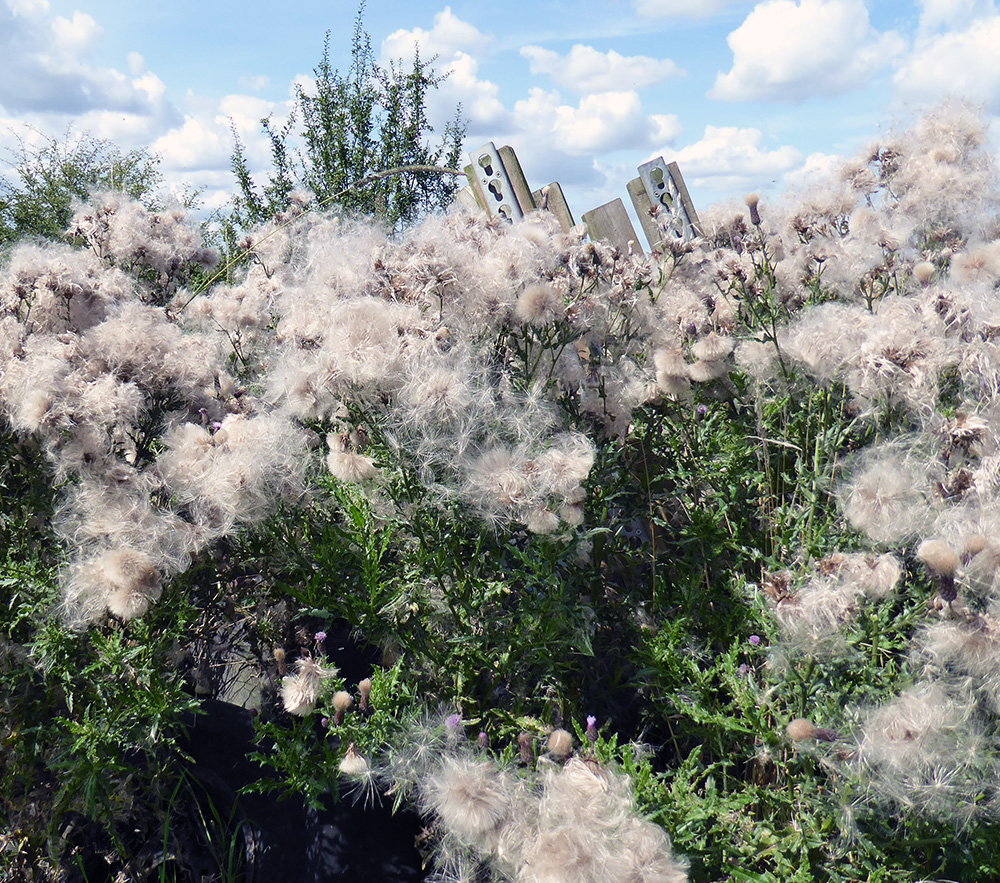 Thistle wool