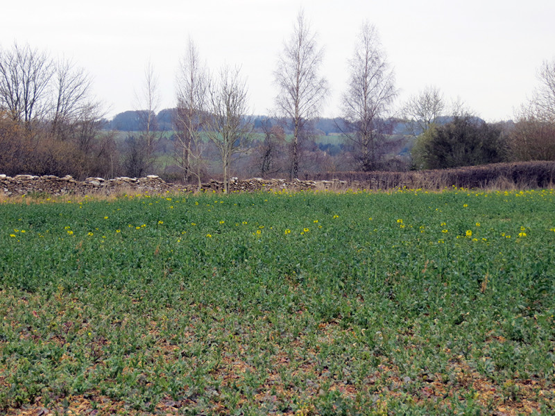 Broccoli Field