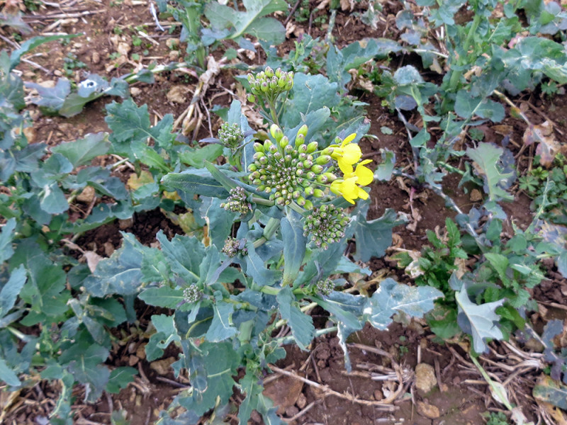 Broccoli Flower