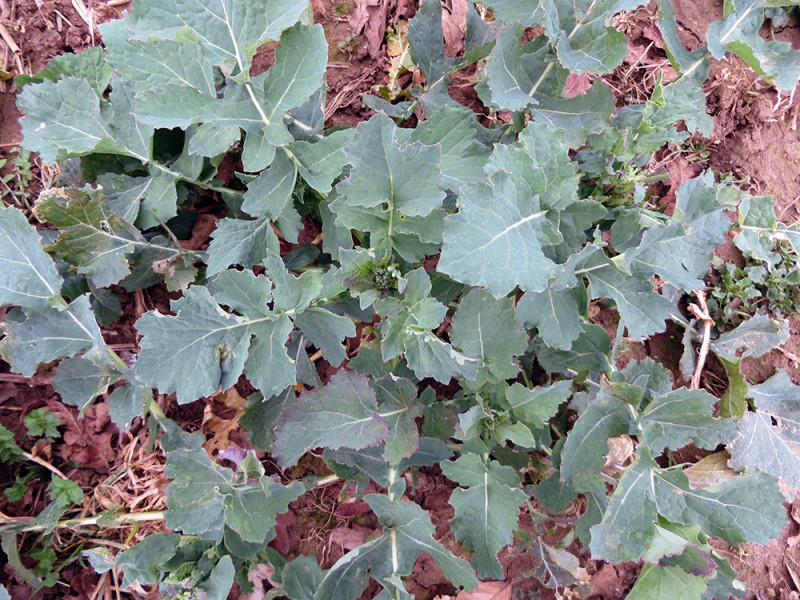 Broccoli Leaves&rsquo;