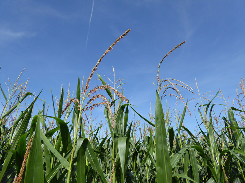 Corn 1