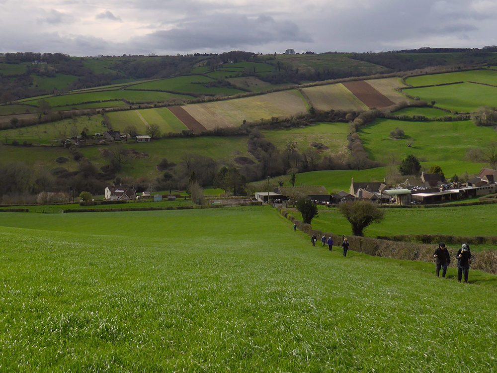 It was a long uphill slog to our lunch spot but the views were worth it. On the distant hillside the rectangular plots are plowed meadows ready for growing wildflowers for seeds on Manor Farm
