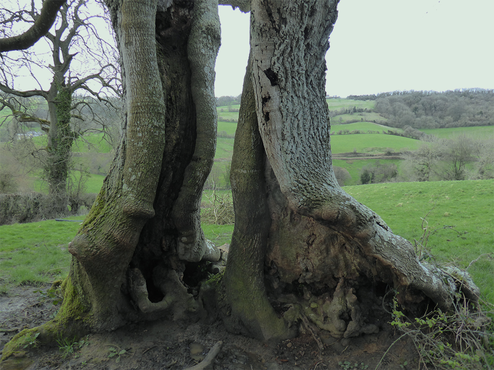 A gnarly old tree split in half by lightning by the looks of it