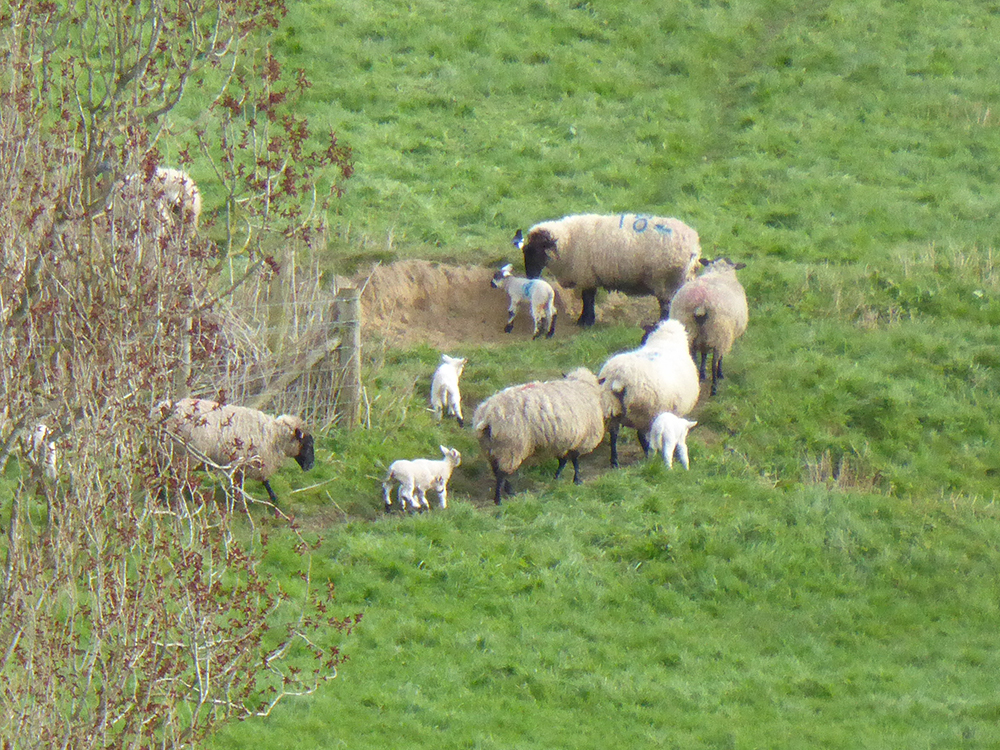 A sure sign of spring - tiny lambs