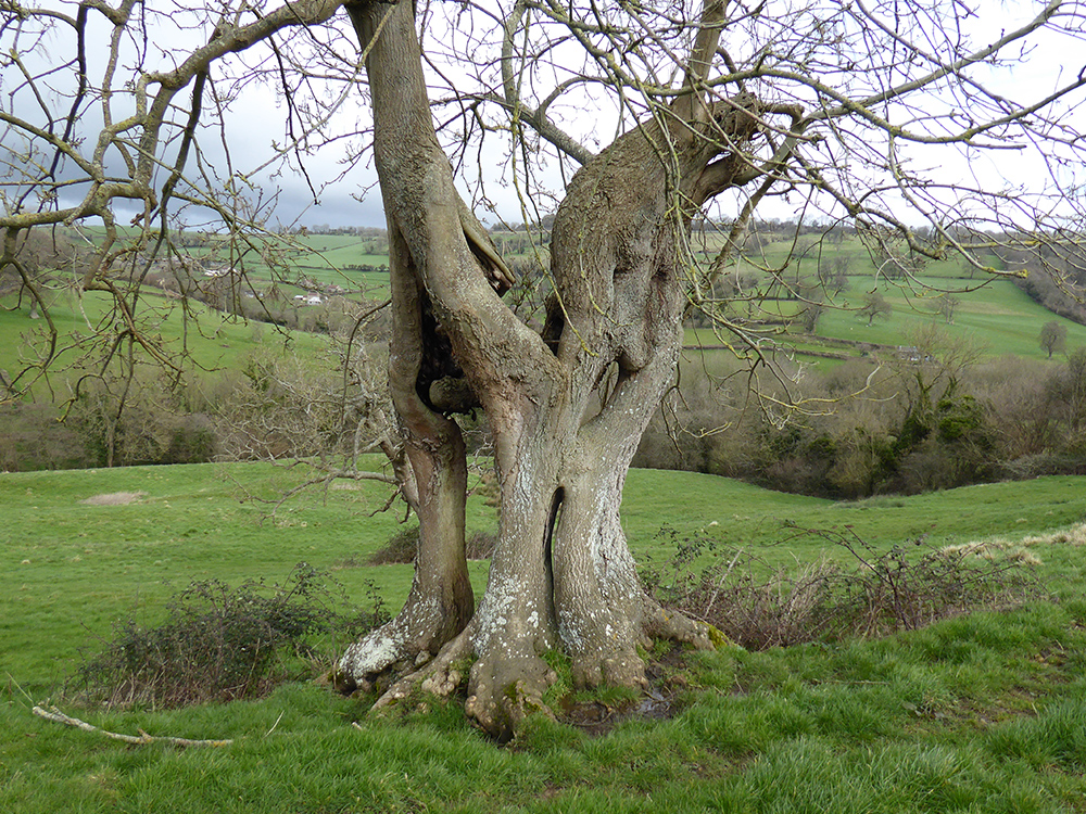 Another lovely wizened old tree trunk