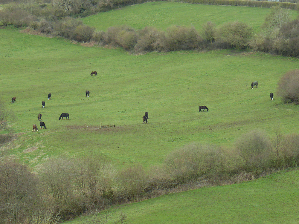 Fields full of cows are a usual site around here - less common is a herd of horses