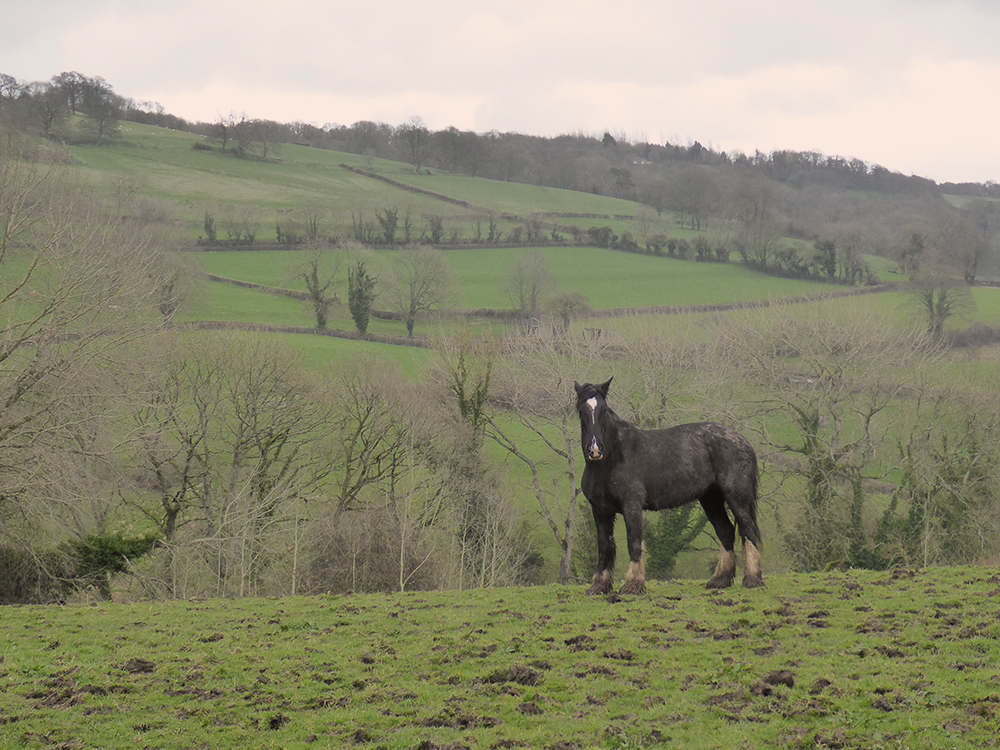 A closer view of one handsome (if muddy) chap