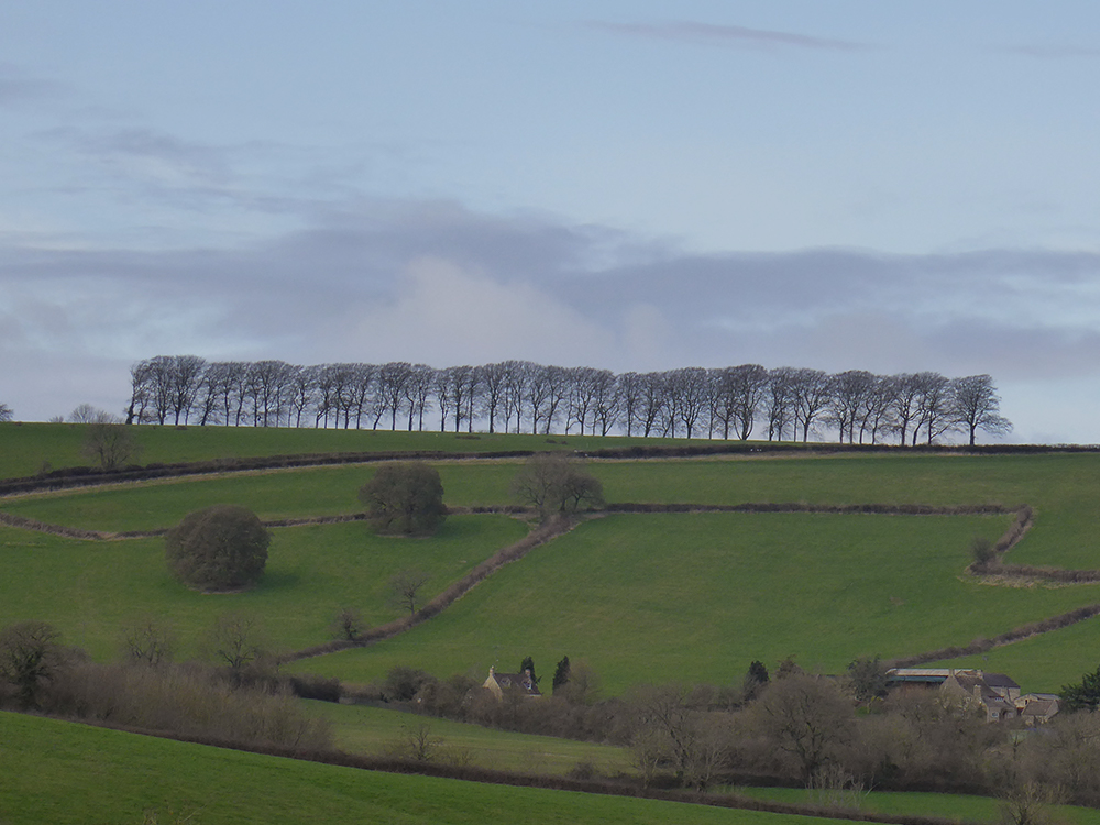 The iconic row of trees at Freezinghill Lane. Around Bath this view is very familiar from many spots - including our regular walks up to Brown&rsquo;s Folly (you can see them on the horizon on the first photo of this post)