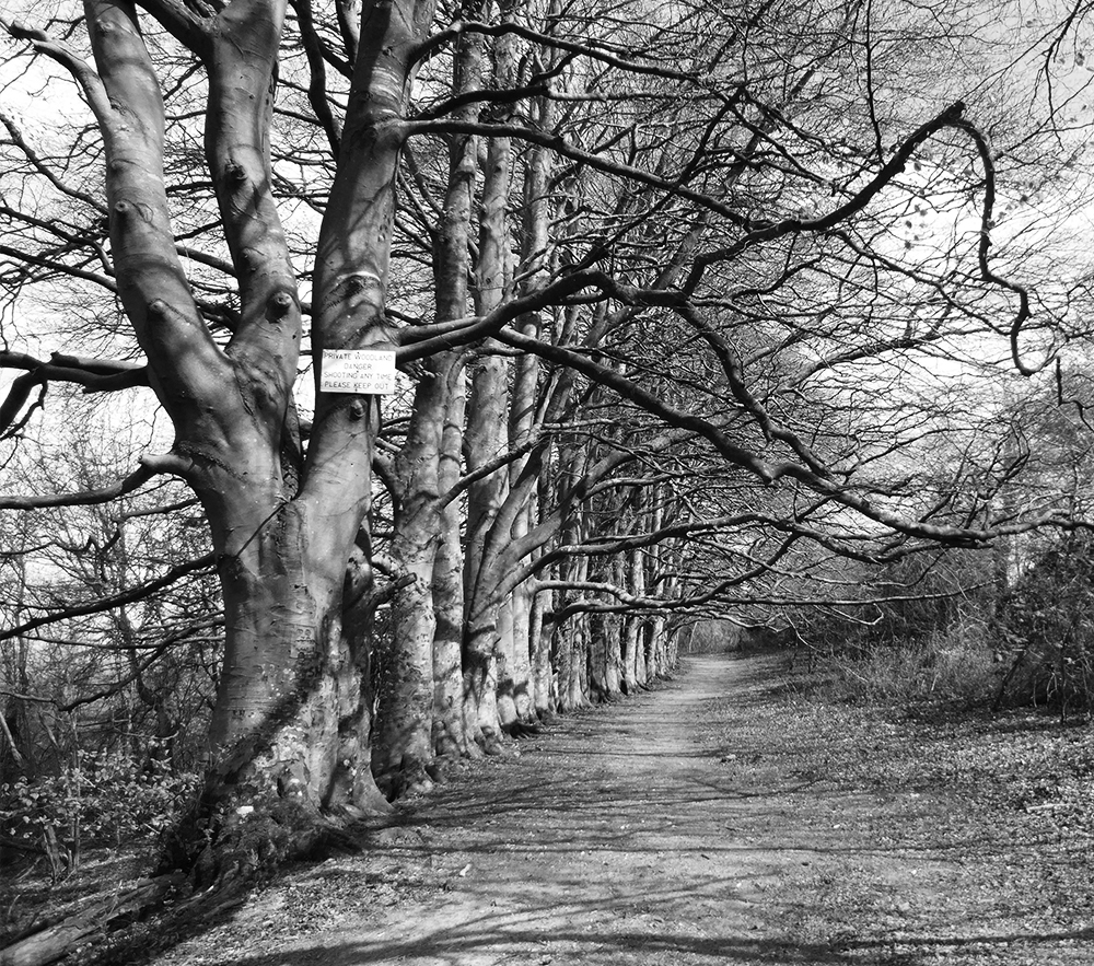 An avenue of beech trees