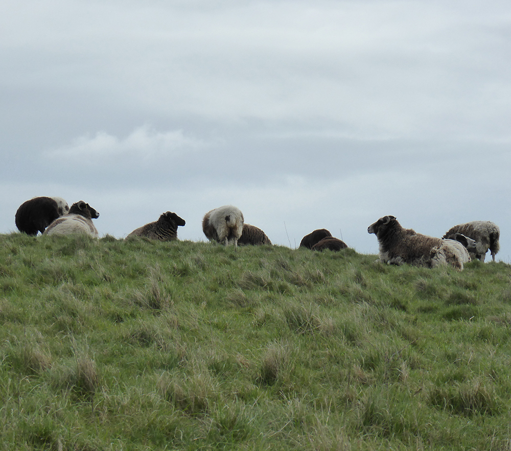 woolly brown and white sheep