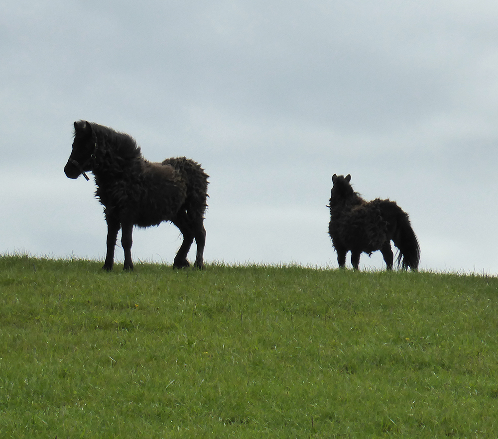 Very shaggy ponies