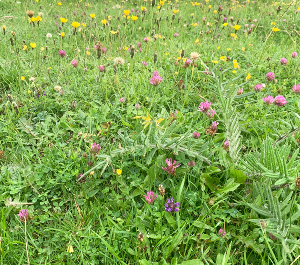 Wildflowers in the meadows