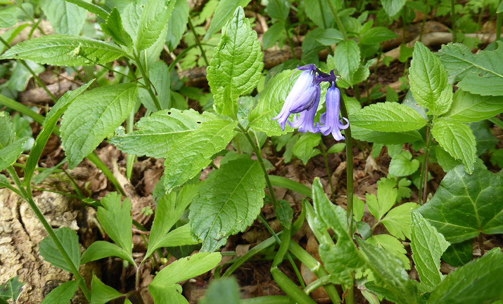 Hyacinthoides non-scripta - Bluebell