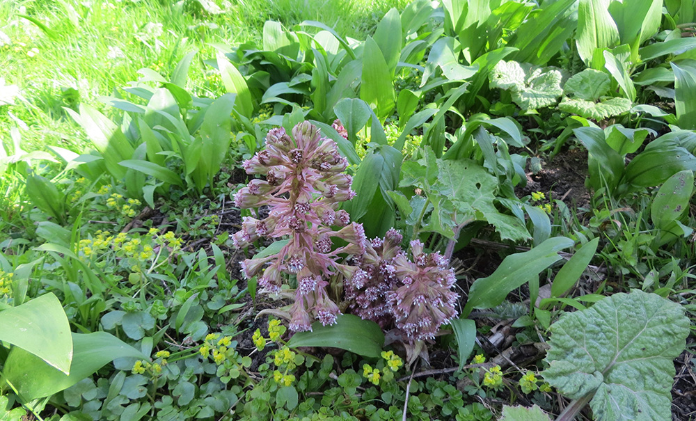 Petasites - &lsquo;Butterbur&rsquo;