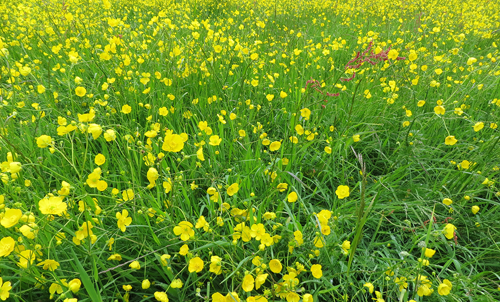 Ranunculus - &lsquo;buttercup&rsquo;