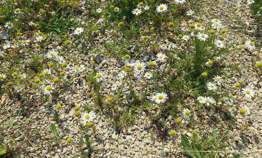 Matricaria chamomilla - &lsquo;Wild Chamomile&rsquo;