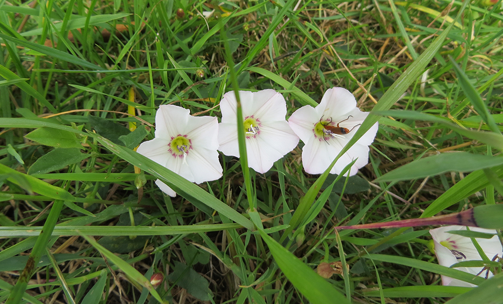 Convolvulus arvensis - &lsquo;Field Bindweed&rsquo;