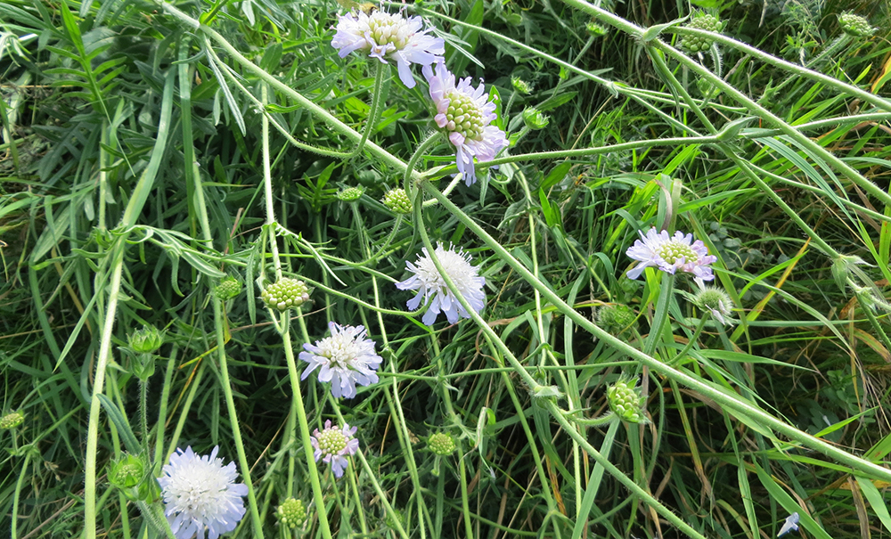 Knautia arvensis - &lsquo;Field Scabious&rsquo;